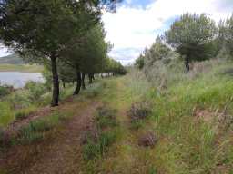 Flora del Cerro Masatrigo